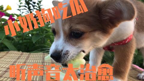 娱乐吃瓜菌小狗,揭秘娱乐圈那些不为人知的幕后故事